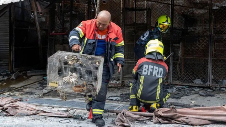 حريق في أحد الأسواق الكبيرة بتايلاند/مقتل مئات الحيوانات الأليفة في أقفاص + صورة
