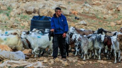 تزايد سرقة المستوطنين الصهاينة في الضفة الغربية