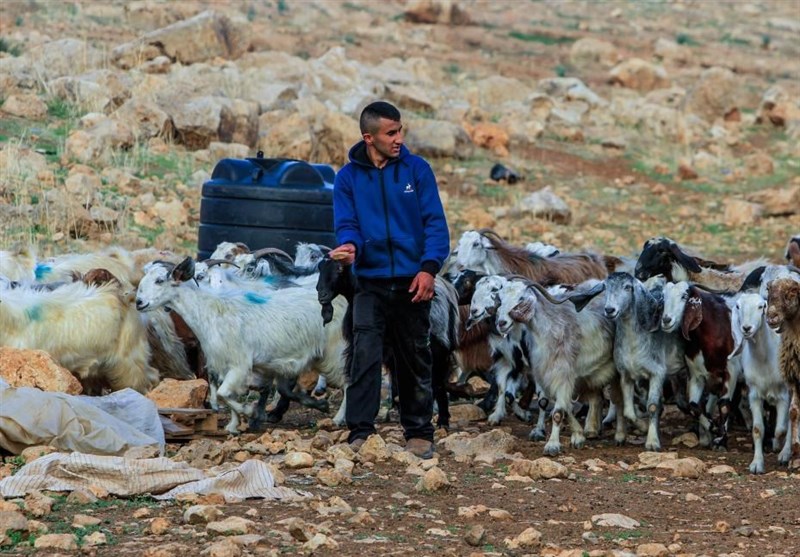 تزايد سرقة المستوطنين الصهاينة في الضفة الغربية