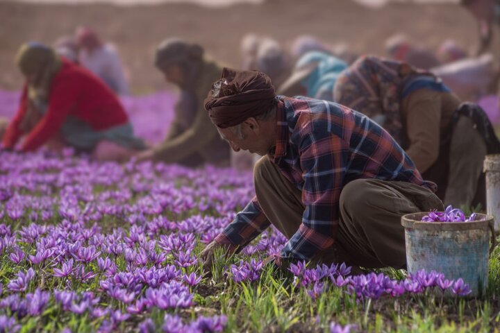 عجائب الزعفران الأفغاني/التصدير يفوق 6 أضعاف الإنتاج+المائدة