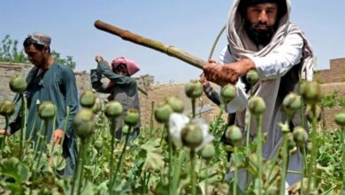 ونفت حركة طالبان زيادة زراعة المخدرات في أفغانستان