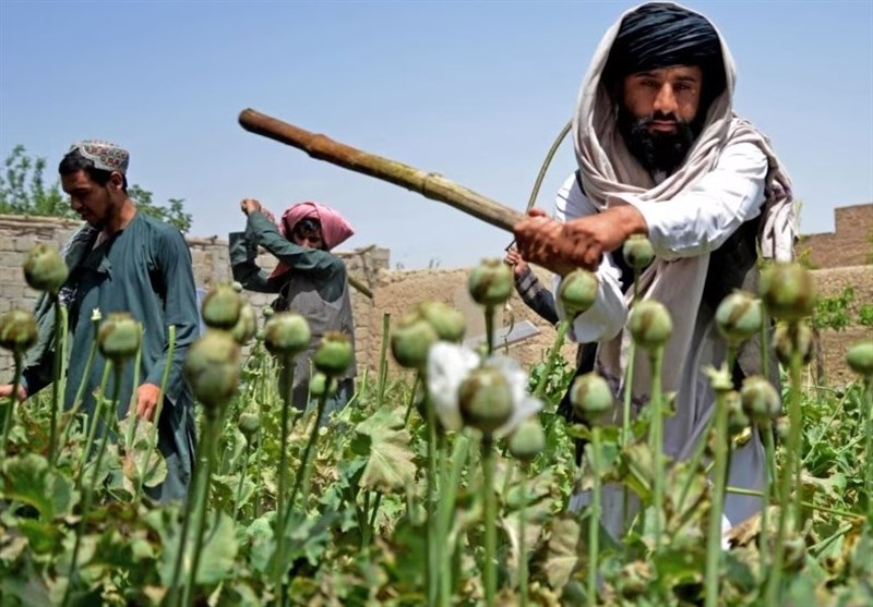 ونفت حركة طالبان زيادة زراعة المخدرات في أفغانستان